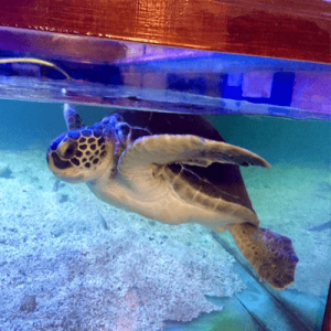 Aquariums